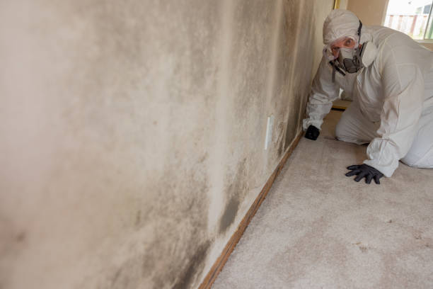 Best Attic Mold Removal  in Bayou La Batre, AL